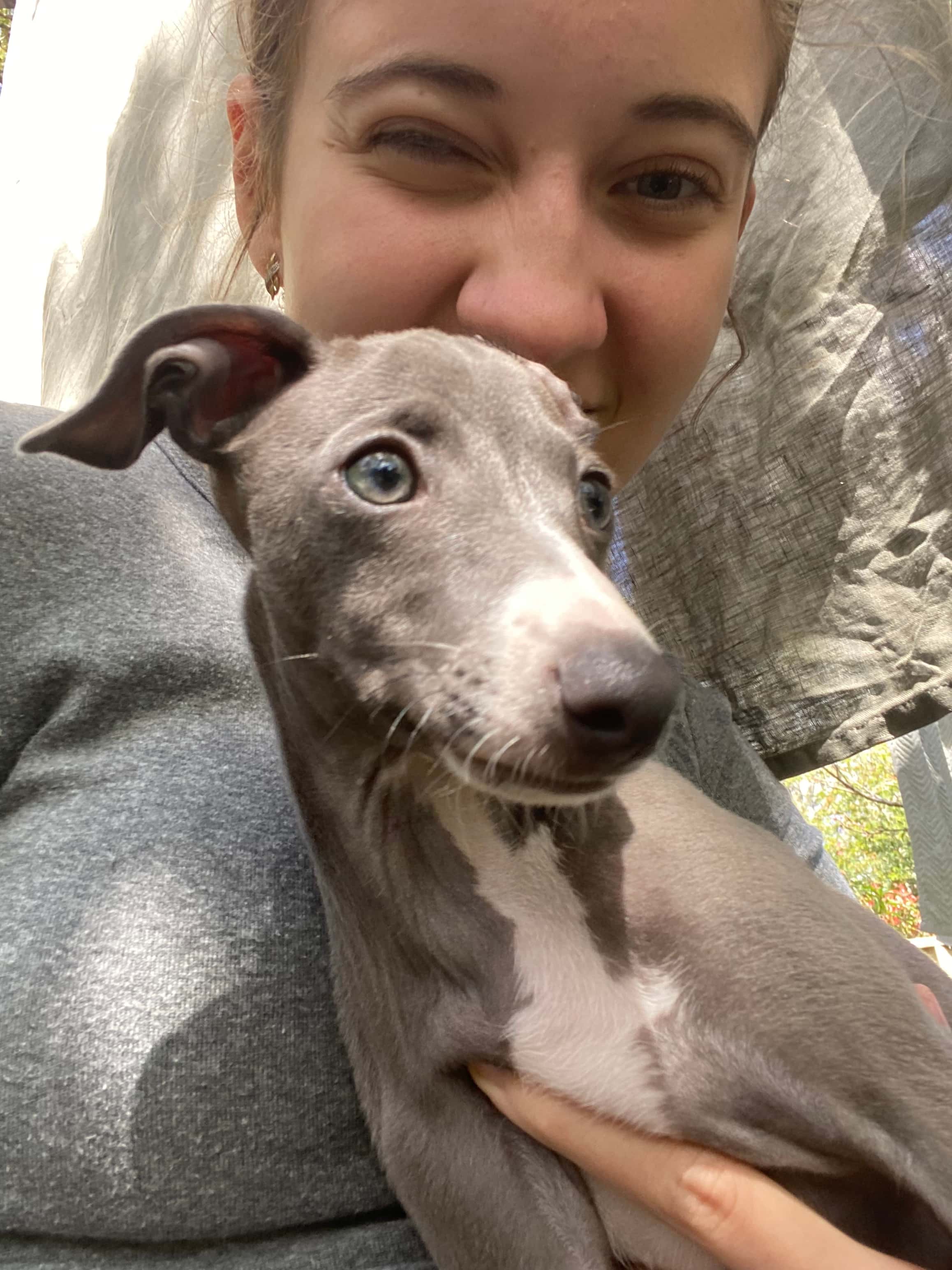Emmett Italian Greyhound with his person